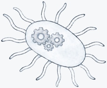 Panel 1: Bacteria have various internal cellular machinery
