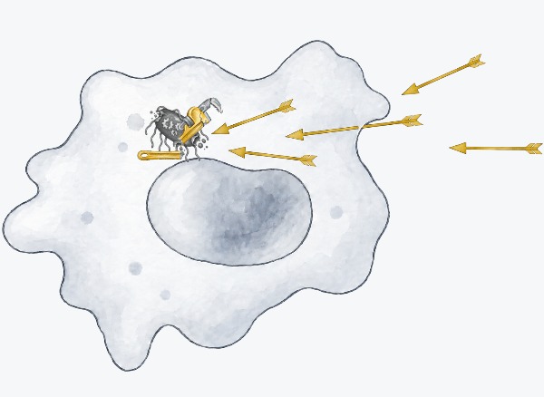 UNI-568911 entering the host immune cell on gold arrows; inside, the bacterium dies with its repair wrench broken